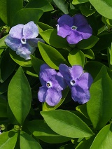 Brunfelsia latifolia 'Tiny Dancer'